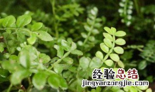 胡椒木如何养殖