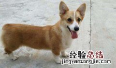 柯基犬多大才听话 怎么让柯基听话