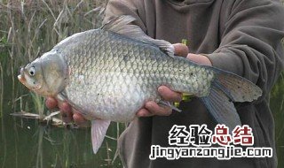 电子漂拉饵钓鲫鱼怎么调漂 电子漂拉饵钓鲫技巧