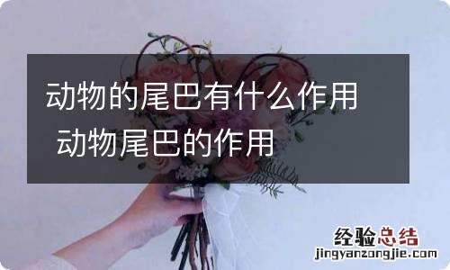 动物的尾巴有什么作用 动物尾巴的作用