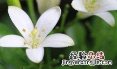 十里香花怎么养 今天就为大家简单地介绍下