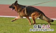 德国牧羊犬训练方法 教你几招