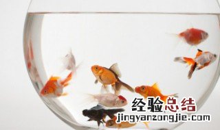 如何清洗大型生态鱼缸 生态缸养什么鱼