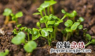 大白菜夏季种植技术 大白菜苗夏天栽培技术