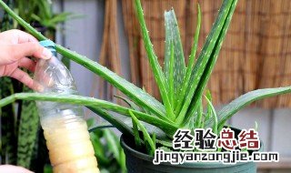 芦荟怎样移植 芦荟移植方法