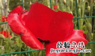 虞美人怎么养殖 虞美人怎么养殖视频