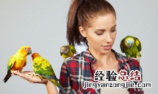 如何办理鹦鹉养殖许可证 鹦鹉养殖许可证怎么办理