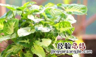 合果芋怎么养殖 合果芋图片及养殖技术