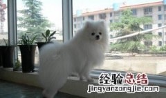 博美犬最大的缺点 博美犬的缺点有什么