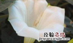 曼陀罗怎么养殖 曼陀罗怎么养殖方法