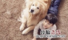 如何挑选金毛 如何挑选金毛幼犬视频教程