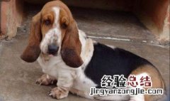 小型猎犬品种 以前当做什么动物