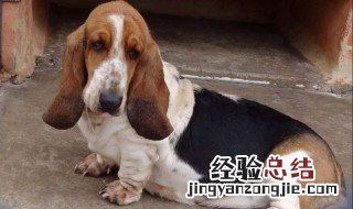 小型猎犬品种 以前当做什么动物