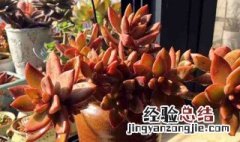 多肉植物多长时间加营养液 多肉植物可以使用营养液吗