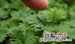 含羞草怎么养殖 含羞草怎么养殖方法