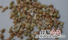 决明子可以吃吗 决明子的作用介绍