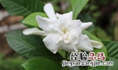 栀子花秋冬季节养护 盆栽栀子花秋季冬季的管理