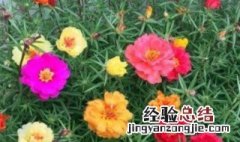 太阳花怎么养殖 太阳花怎么养殖方法和注意事项