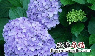 紫阳花怎么养 紫阳花怎么养护和管理