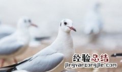 鸽子冬天怎么养 鸽子冬天怎么养护和管理