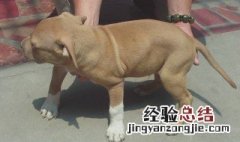 比特犬怎么繁殖 比特犬繁殖方式