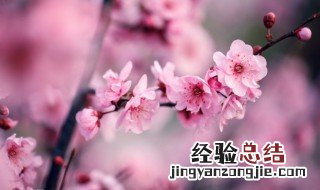 盆栽梅花什么时候施肥 梅花几月份施肥好