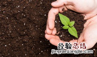 家里的盆栽土里生虫怎么办 盆栽土壤里生虫怎么办