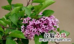 丁香花的养殖方法和注意事项 盆栽丁香花的养殖方法