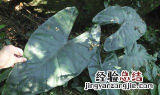 箭叶海芋怎么养 箭叶海芋怎么养护和浇水