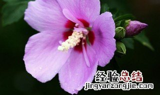 木槿花如何养殖 木槿花怎么养殖