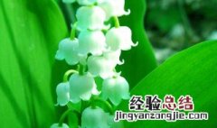 风铃花怎么养殖的 风铃花怎么养殖