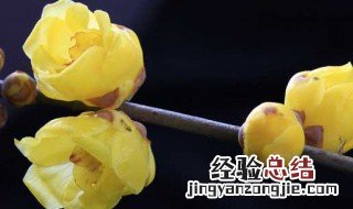 盆栽腊梅花的养殖方法 腊梅花怎么养殖