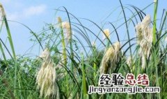 新鲜芦苇叶怎样长期保存好 新鲜芦苇叶怎样长期保存