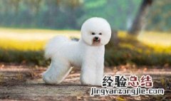 比熊犬为什么禁养 大家可以了解一下