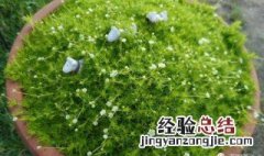 苔藓开花吗 苔藓开花吗?什么时候开花