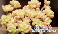 多肉罗琦怎么养护 多肉琦罗的养殖方法