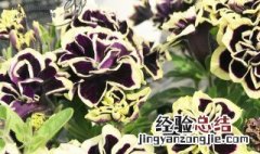 黑珍珠花怎么养殖 黑珍珠花怎么养