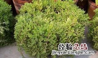 垂盆草怎么养护 垂盆草怎么养