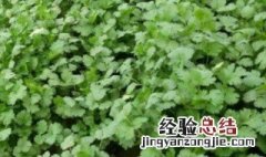 高温可以种香菜吗冬天 高温可以种香菜吗