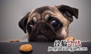 巴哥幼犬怎么看品相 这几个特征很重要