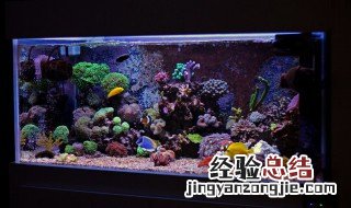 水族箱氨氮超标怎么办 水族箱中氨氮是如何产生的
