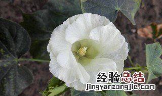 棉花怎么变蓬松 怎么能让棉花蓬松起来