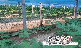 人参的种植条件有哪些 人参种植条件及技术要点