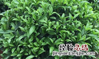 非洲茉莉适合家庭养殖吗 非洲茉莉如何养殖