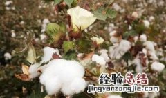 棉花怎么种植方法北方 棉花怎么种植方法