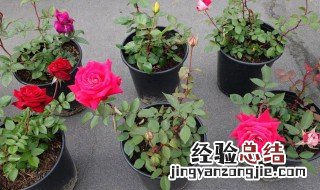 长寿冠海棠怎么养 长寿冠海棠怎么养老桩