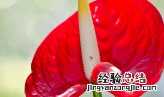 安祖花怎么浇水 安祖花怎么养