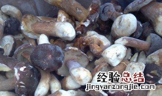 牛肝菌为什么要煮15分钟才能熟 牛肝菌为什么要煮15分钟