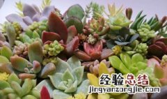 多肉植物品种 多肉植物品种大全图解