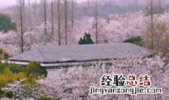 惠州樱花谷风景区在哪里 惠州樱花谷风景区在哪里啊